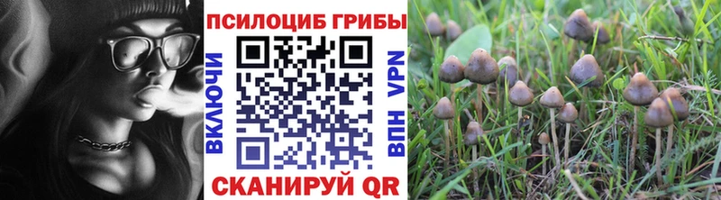 Галлюциногенные грибы Psilocybine cubensis  Купить закладки  Пустошка 